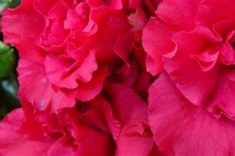 栀子花用什么肥料最好