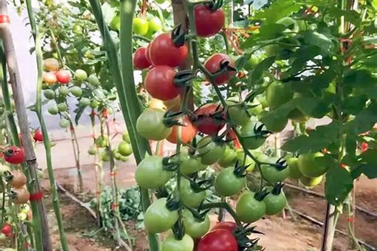 西红柿坐果期如何管理(种植西红柿中后期施肥方案)