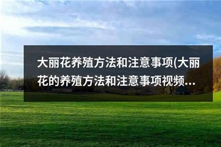 大丽花怎么施肥