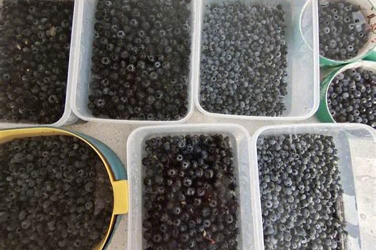 请问蓝莓用什么肥料最好
