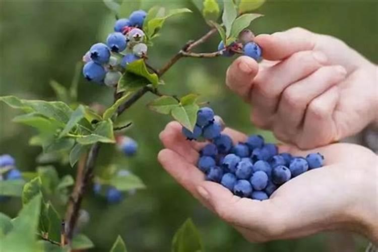 请问蓝莓用什么肥料最好