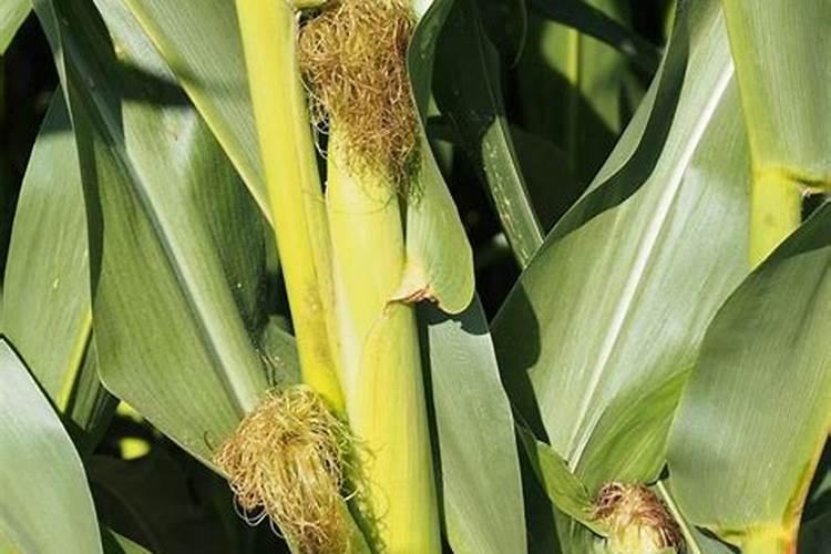 玉米一生需要多少氮磷钾？