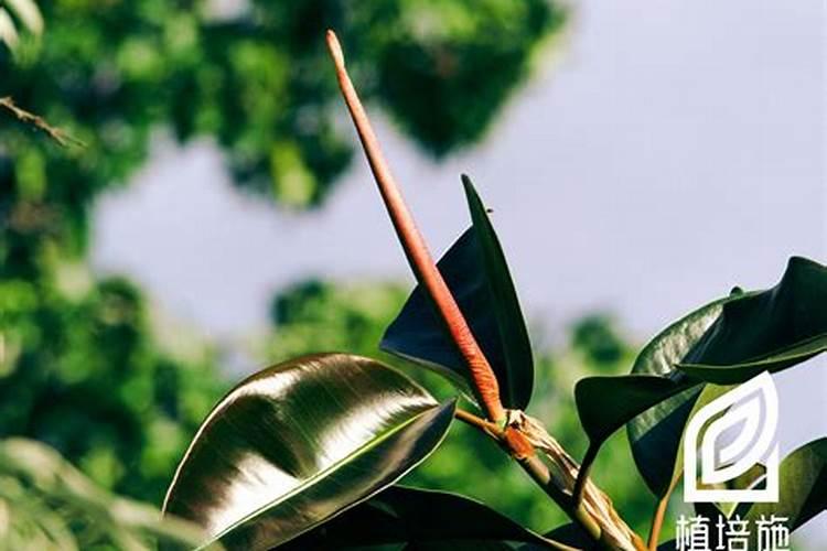 糖水可以浇花吗