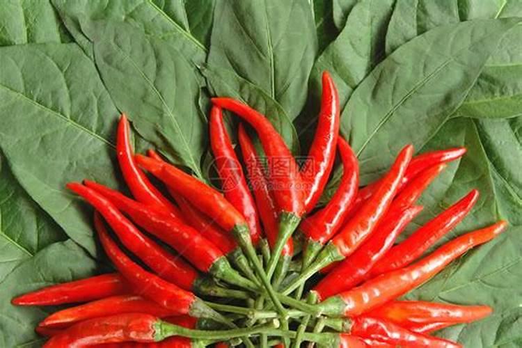 红辣椒自己脱落咋回事？营养跟不上用什么放法？