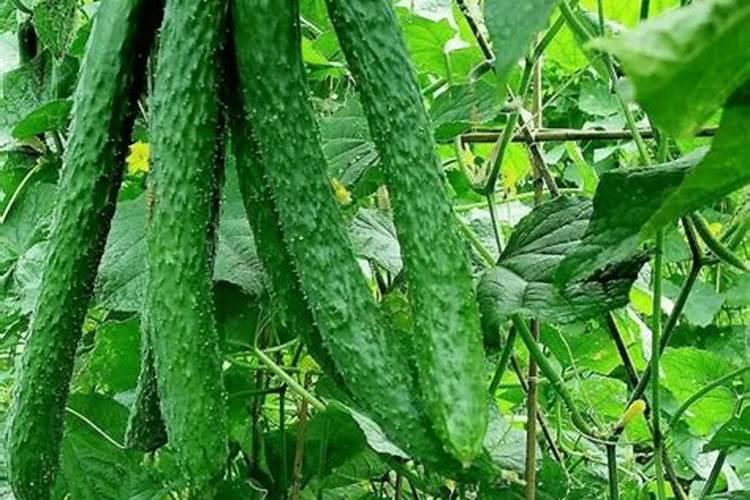 黄瓜出现叶黄化干边皱缩,具体是什么原因造成的？