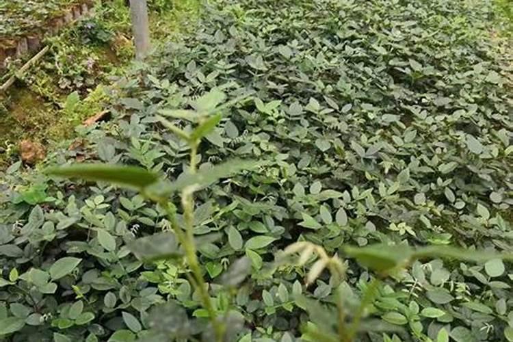 土豆种切块后多久种植？