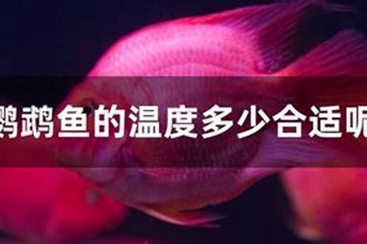十斤水加多少克鱼蛋白原浆合适