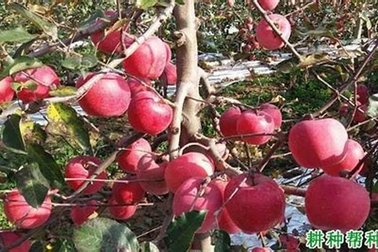 苹果树采摘后施什么肥好