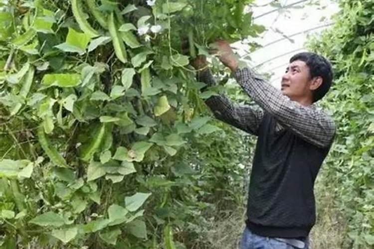 土豆秧蔫了的了霜霉病用什么药来治