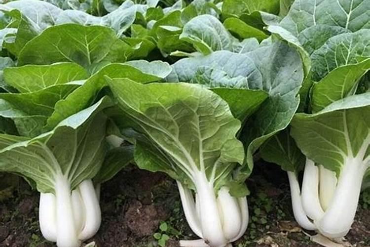 为什么红薯不能成为主粮\