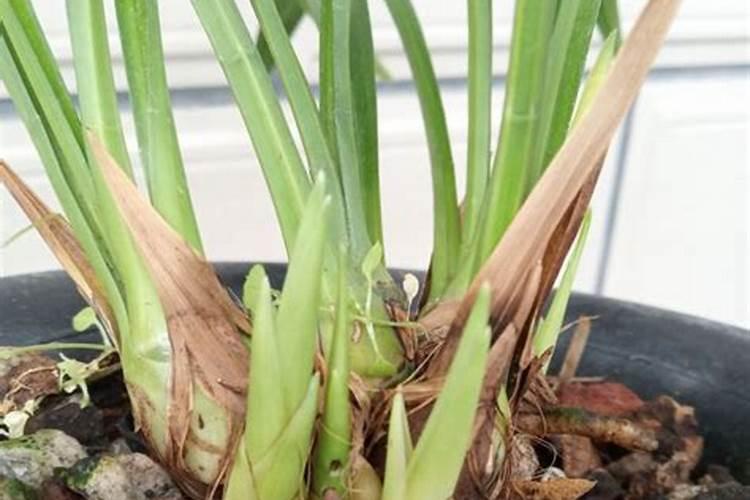 新希望饲料有哪些品牌