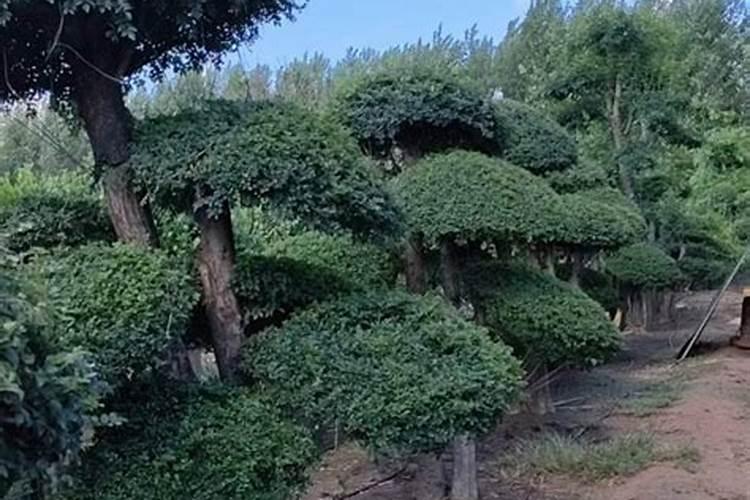 辣椒怎么种才高产？原来施肥方法很重要!这些要点你都懂了吗？