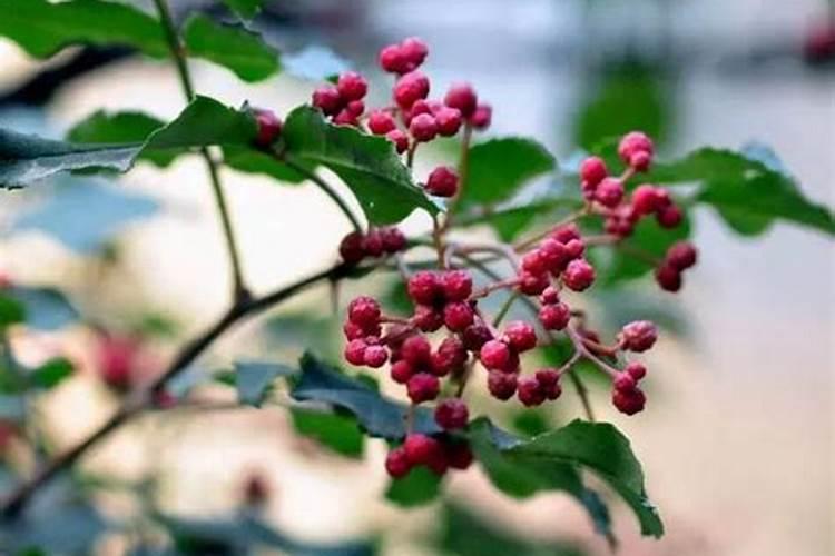 为什么买时还黄灿灿很漂亮的芭蕉第二天就熟烂变黑有很多霉点