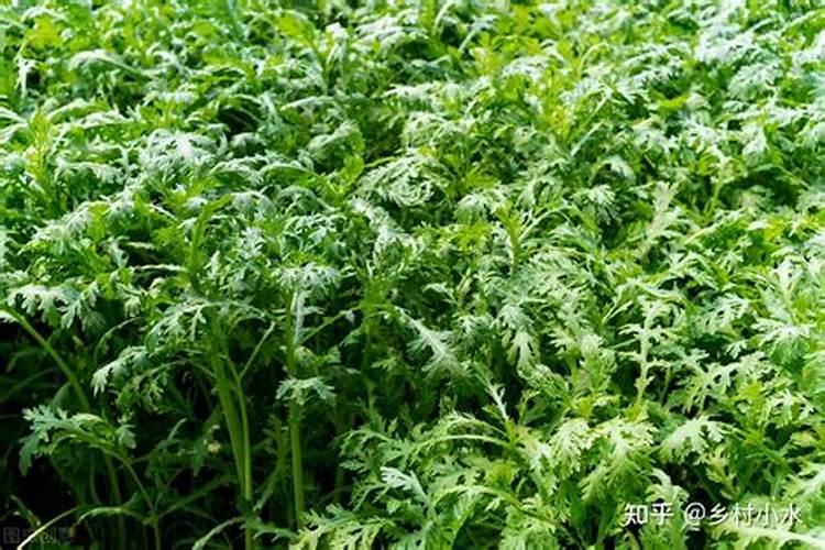 竹子种植如何施肥
