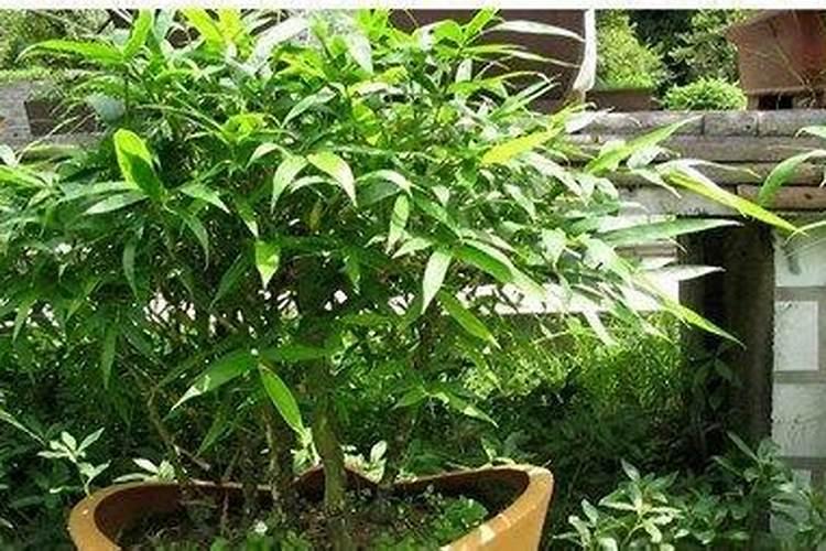 竹子上什么肥料好