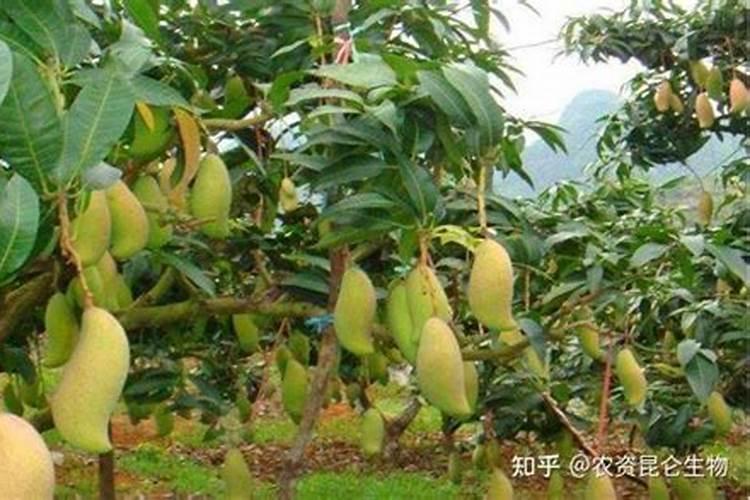 螯合铁肥的过量危害