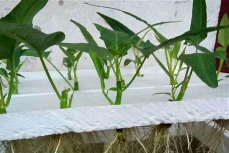 水培空心菜,怎么施肥呢？需要注意哪些问题呢？