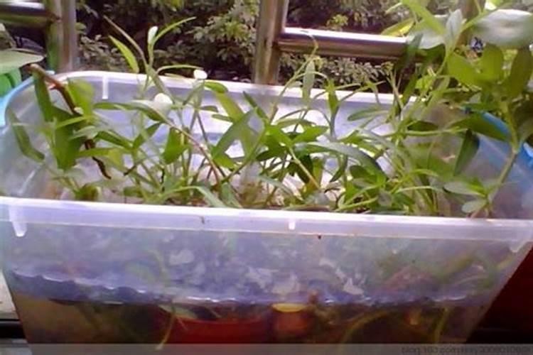 水培空心菜,怎么施肥呢？需要注意哪些问题呢？