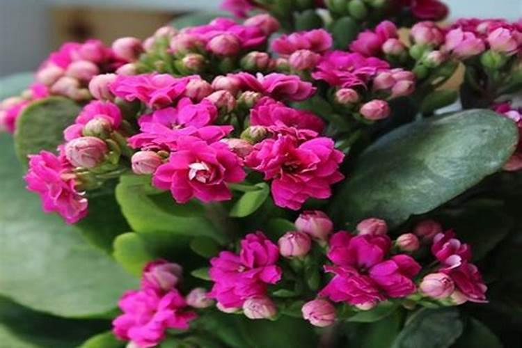 氮肥有哪些种类？