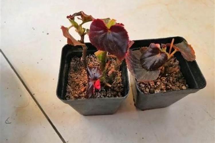 芸苔素使用技巧