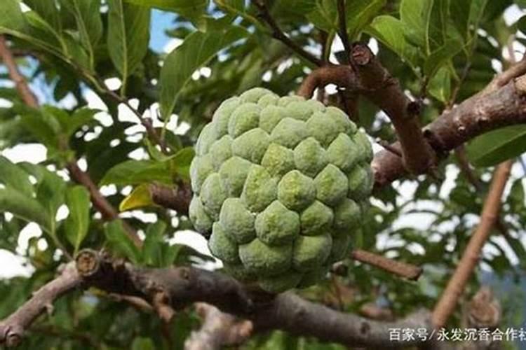 如何种植释迦水果