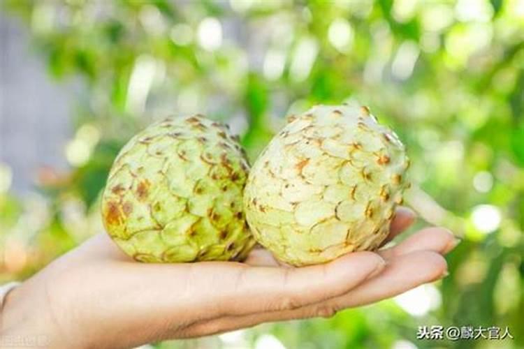 释迦果种几年结果,释迦果实生苗一般种植2～3年就会开始结果