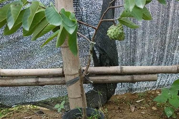 释迦果种几年结果,释迦果实生苗一般种植2～3年就会开始结果