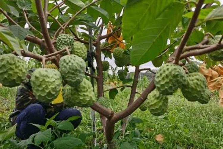 凤梨释迦果树栽培技术