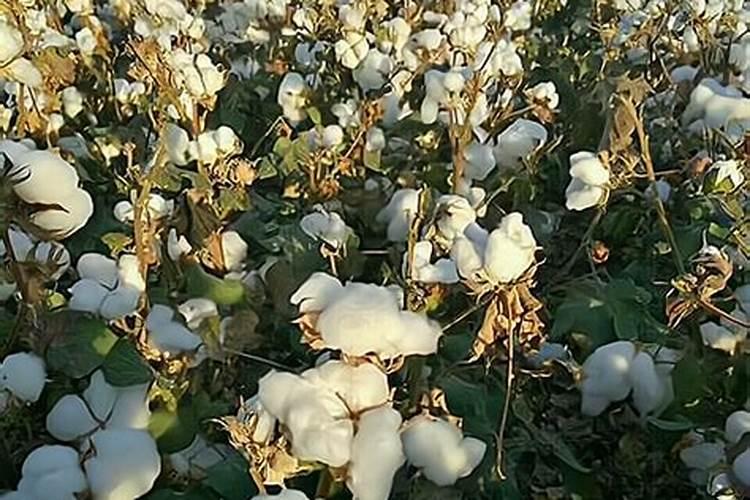 草莓生根最佳方法