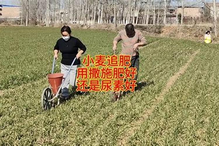 大蒜出苗后用什么肥料追肥