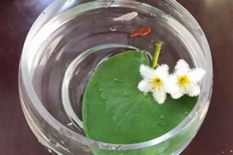 金钱树的施肥方法和注意事项