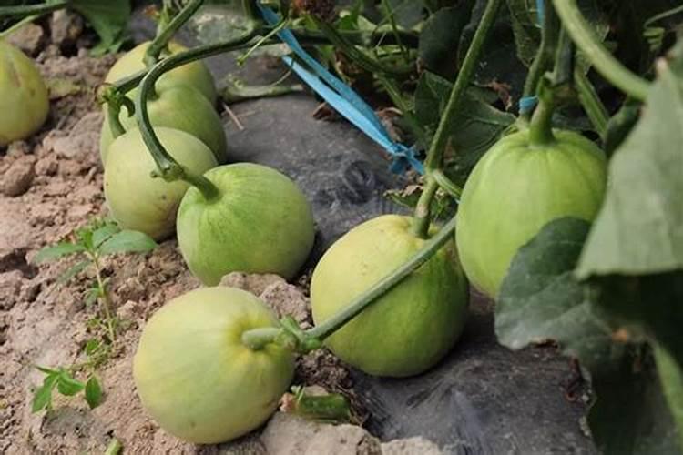 磷酸二氢钾是什么肥料