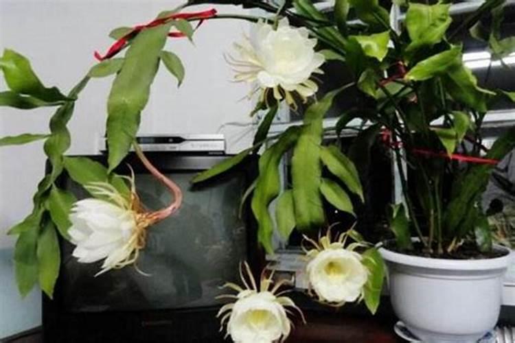 昙花施什么肥最好