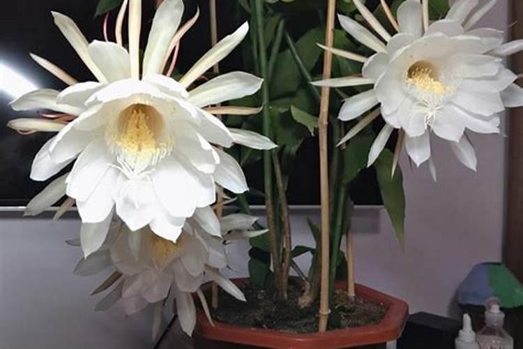 昙花施什么肥最好