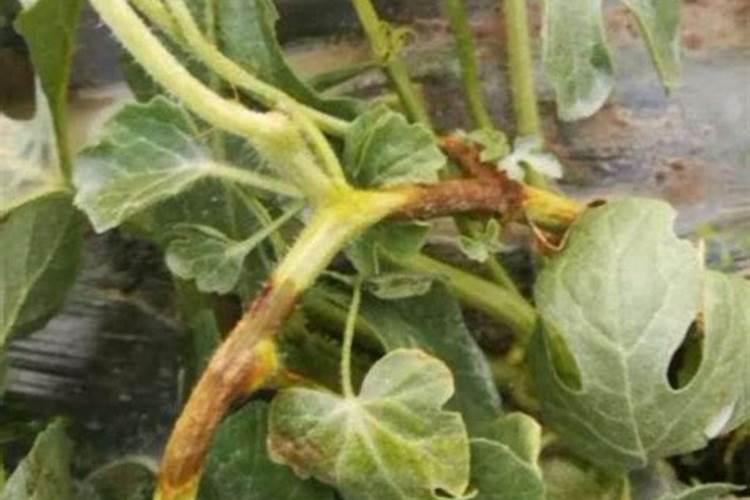 大棚桃子套袋以后需要什么肥