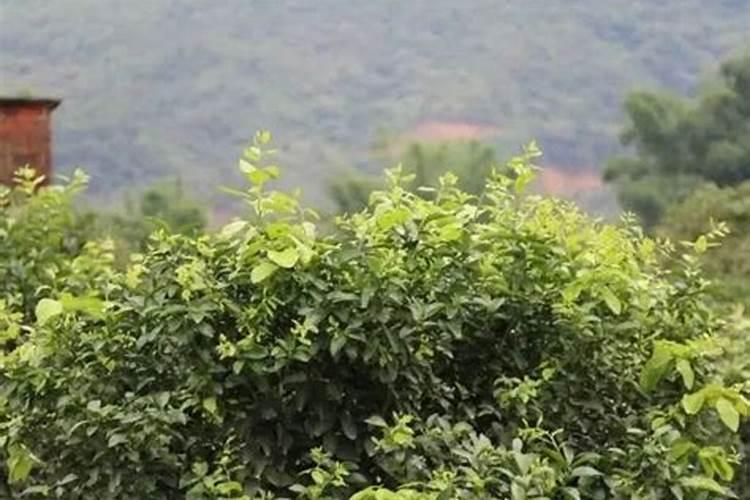 头年挂果沃柑现在用放肥抽夏梢吗？