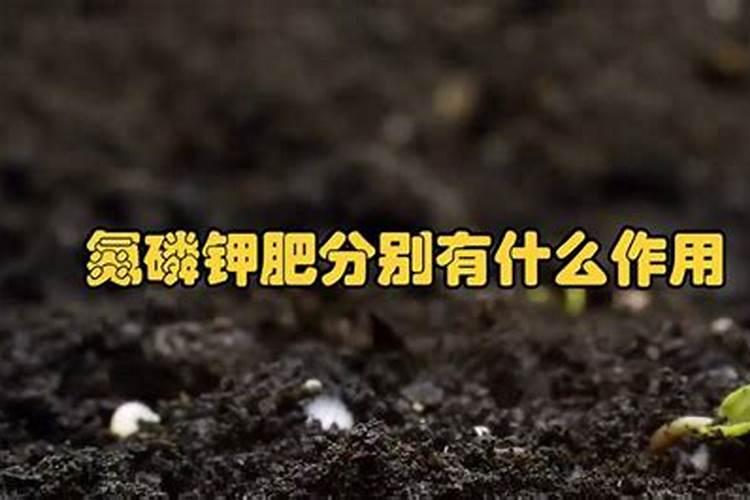 氮肥和磷肥还有钾肥,哪一种肥料对植物的生长好处最大呢