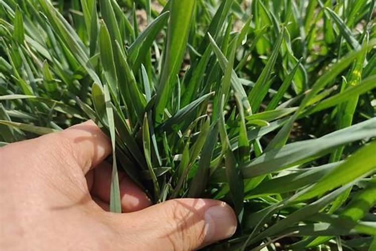 钾肥磷肥氮肥的作用