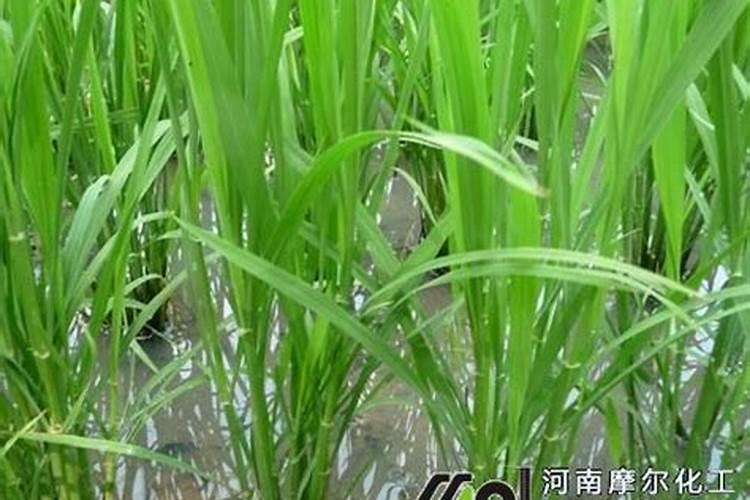 水稻什么时候施钾肥,水稻施钾肥方法？