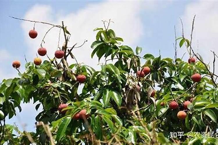 水溶肥摩力施能和农药起喷雾吗？还想加杀菌剂