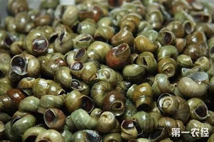 花盆里面像螺蛳一样的东西是什么？