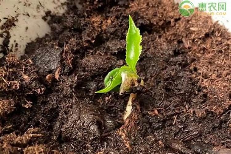 在咱们家里,什么东西算是氮肥呀