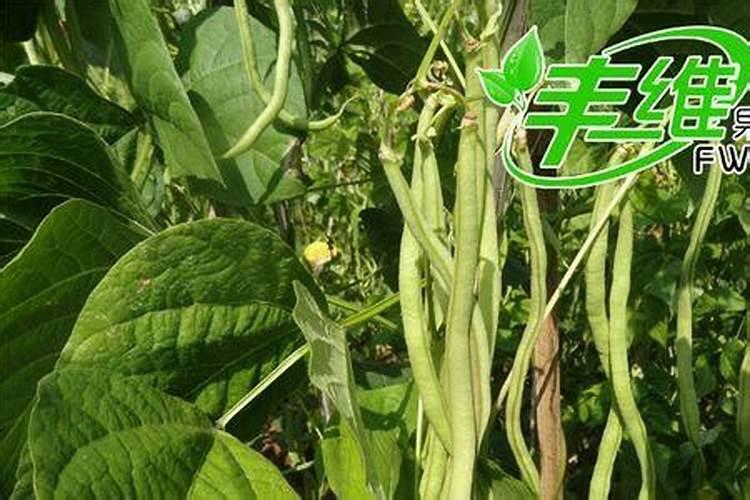 用什么肥料种值无筋豆,无筋豆颜色更绿？