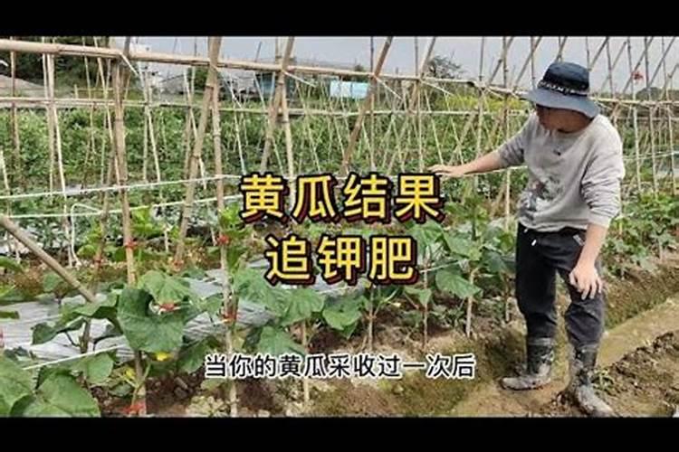 黄瓜中期冲施高钾的好,还是平衡