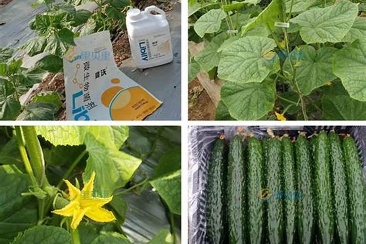 一般的蔬菜瓜果要用到什么肥料