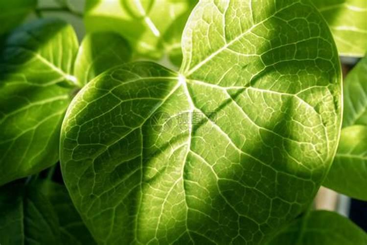 小叶女贞修剪后缺水(忘记浇水)现在喷洒什么叶面肥好