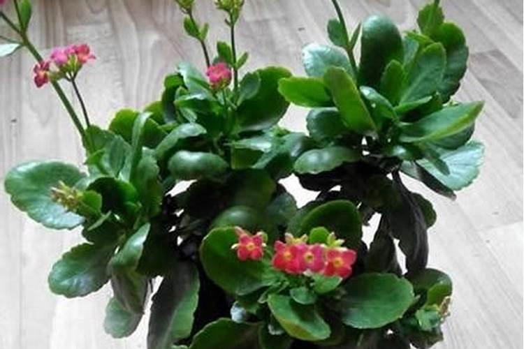 家里的绿植用什么肥 适合家里养的18种花