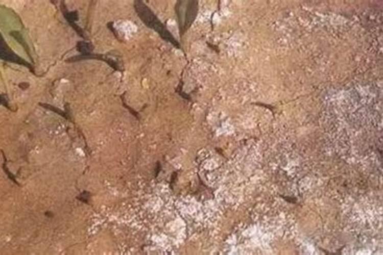 油菜叶面施肥时间及方法花卉百科