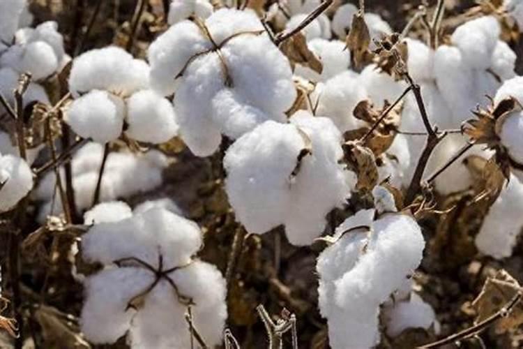 棉花黄萎 枯萎怎么彻底治疗