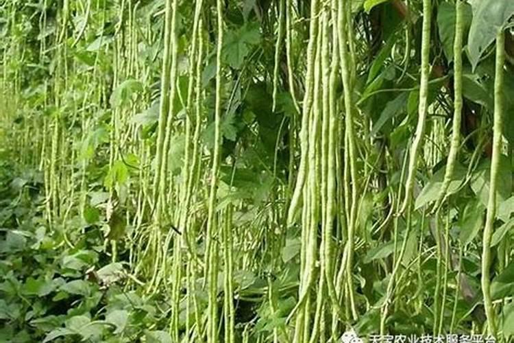 大葱施肥技术要点是什么